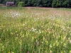 Grouse Inn fields