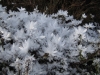 Frost at Burbage