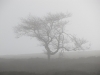 Burbage